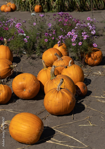 Pumpkins for sale.
