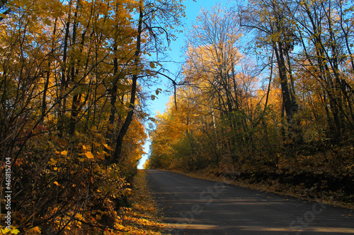 autumn in the woods