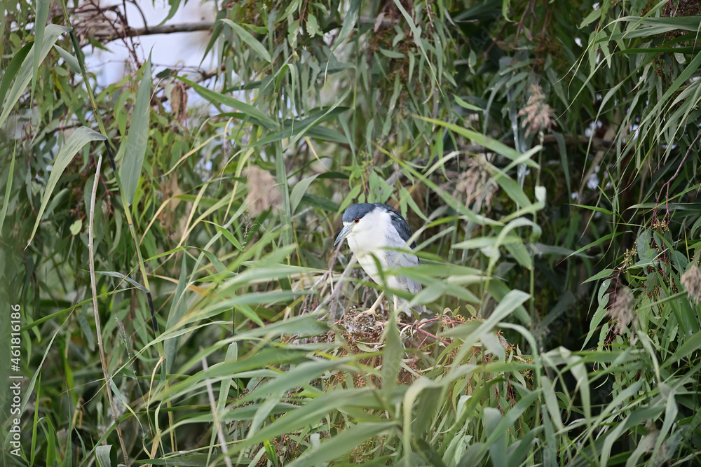 Fotografie The black-crowned night heron