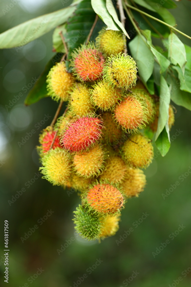 Fresh ripe ,sweet, Rambutan fruits growing in the tree. natural background. Fresh ripe ,sweet, Rambutan fruits growing in the tree. natural background.