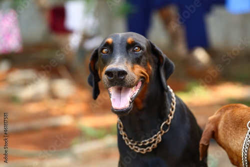 A ferocious Doberman dog with opened mouth.  © susansam90