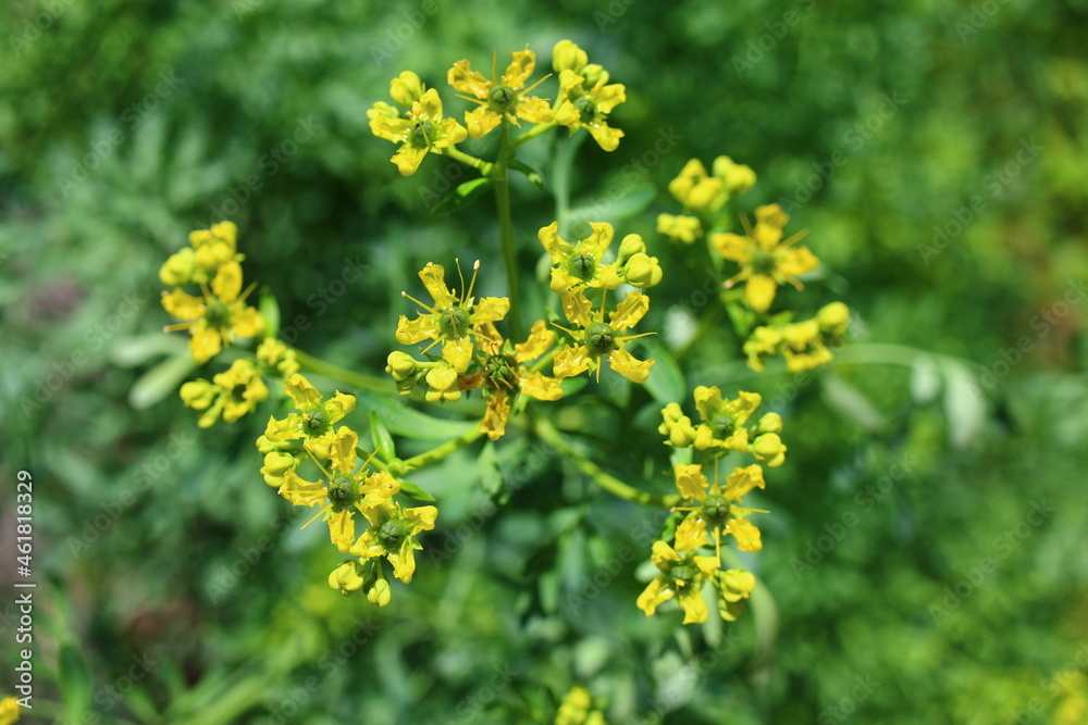 ruta zwyczajna ruta graveolens ruta zwyczajna ruta graveolens