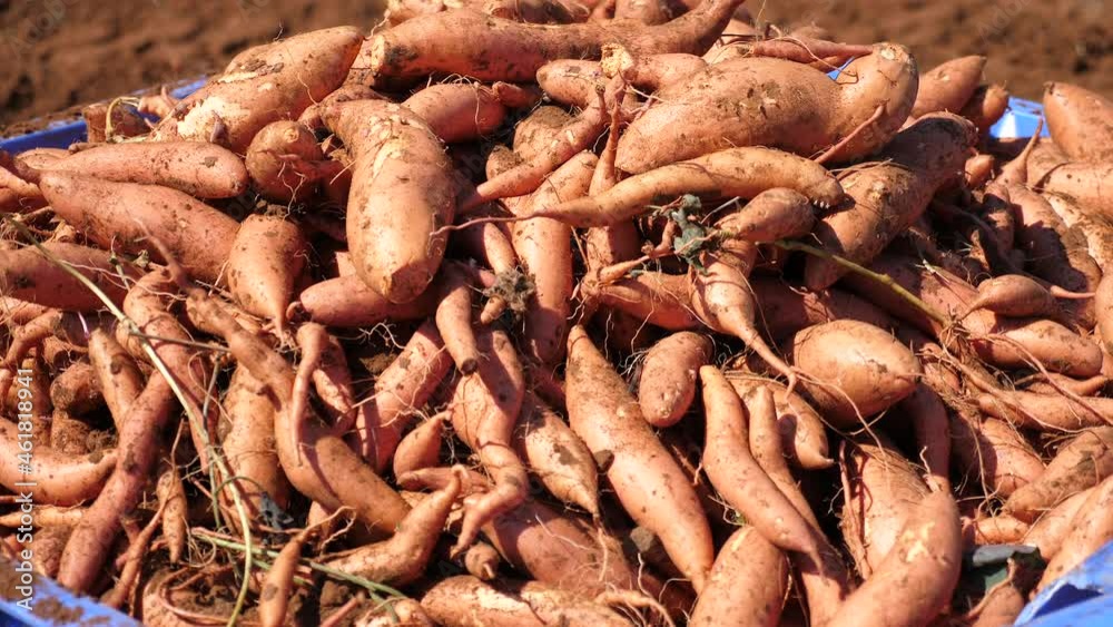 Pallet of Fresh dug Sweet Potatoes, close-up shot. Pallet of Fresh dug Sweet Potatoes, close-up shot.