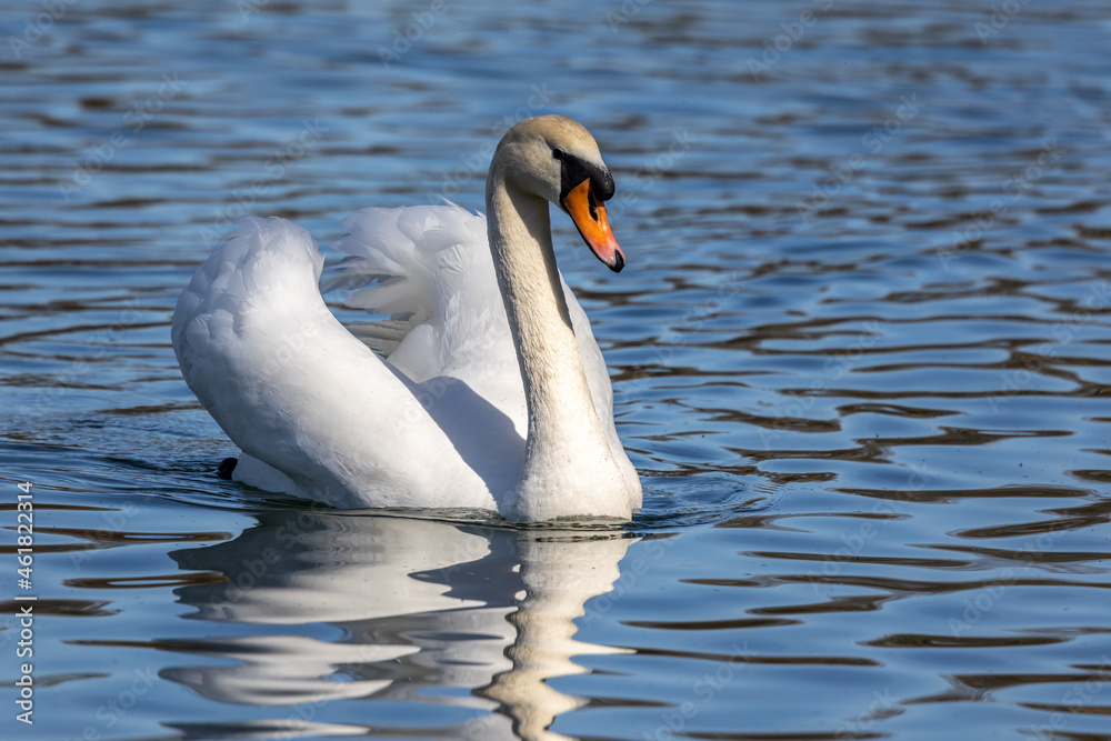 Naklejka premium Mute swan, Cygnus olor swimming on a lake in Munich, Germany