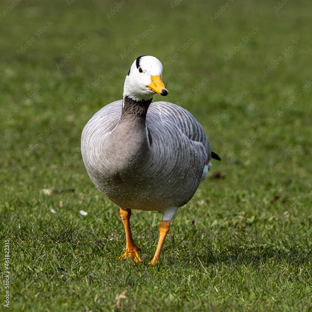 The bar-headed goose, Anser indicus seen in English Garden in Munich The bar-headed goose, Anser indicus seen in English Garden in Munich