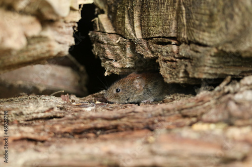 A cute wild Bank Vole, Myodes glareolus foraging for food in a log pile in woodland. photo