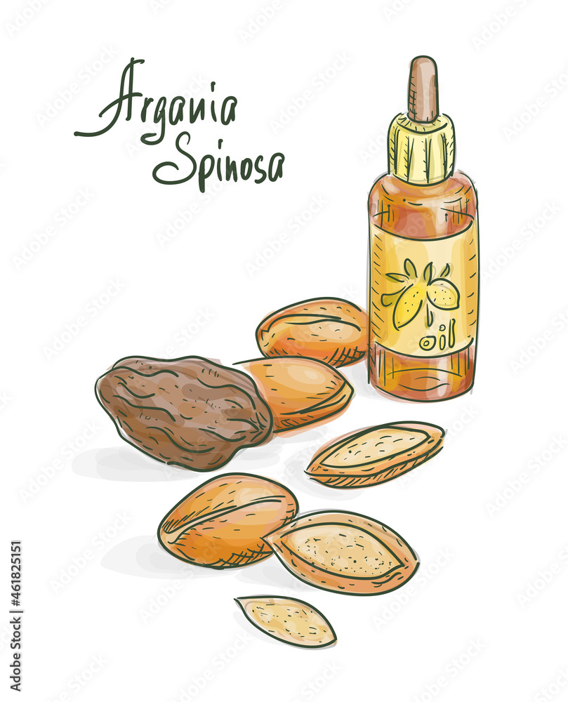 Argania spinosa or Argan Oil. Vector illustration Argania spinosa or Argan Oil. Vector illustration