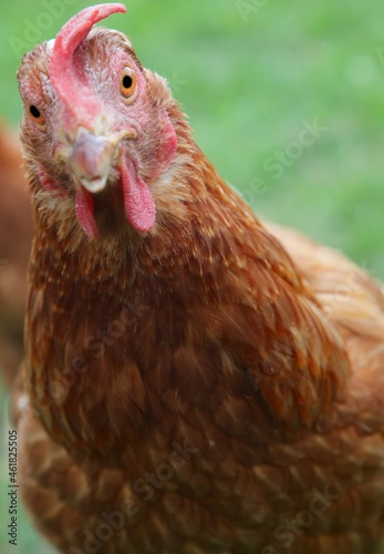 brown hen in the farm looking at camera