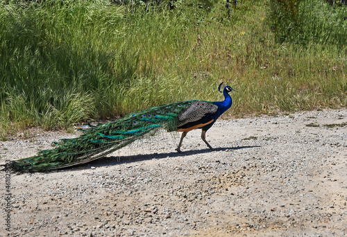 Peacock walking on a path.