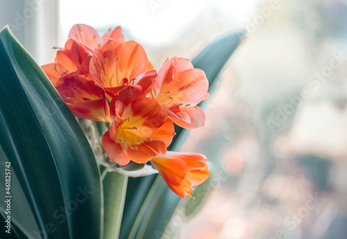 Orange Clivia Maniata flower in bloom against blurry background photo