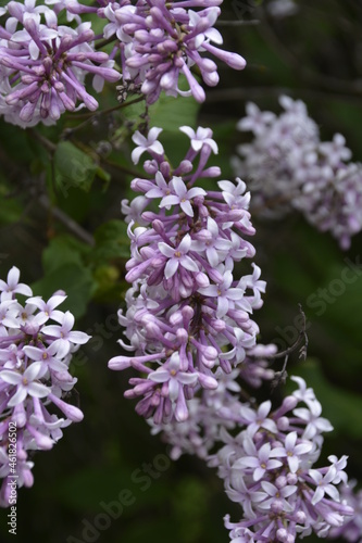 flowers in the garden