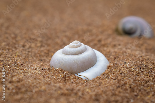 Snail shells on sand. Rip, old memories. 