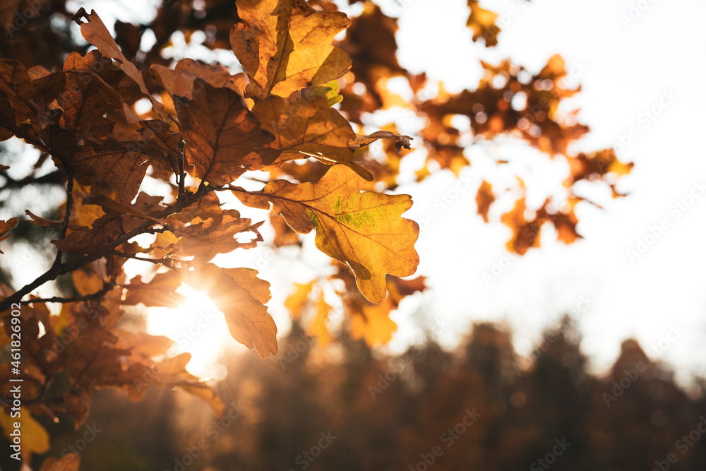 Fototapeta premium Fall season outdoor