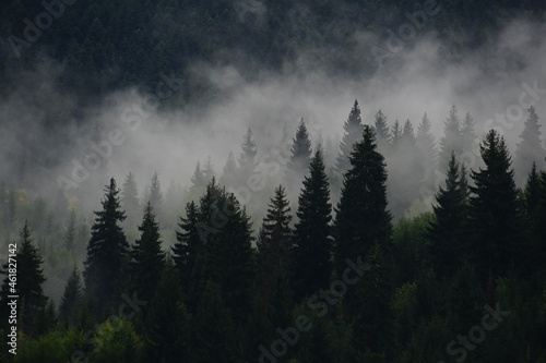 Natural rain forest. Moody cloudy, foggy forest during summer, autumn, amazing background with mood. Green spruce forest with white fog in mountains after rain. © Tachin