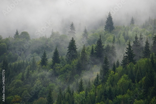Natural rain forest. Moody cloudy, foggy forest during summer, autumn, amazing background with mood. Green spruce forest with white fog in mountains after rain.