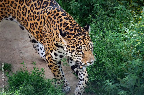 Jaguar walking with mouth open  Panthera onca