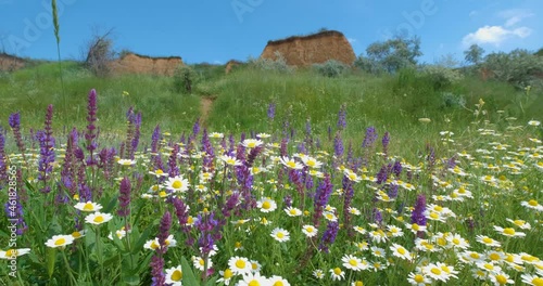 Landscape in the spring fields with many colorful flowers 