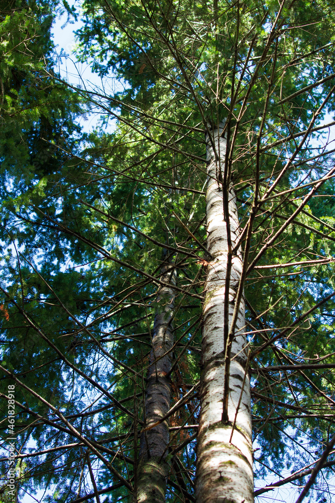 Fototapeta premium trees in the forest