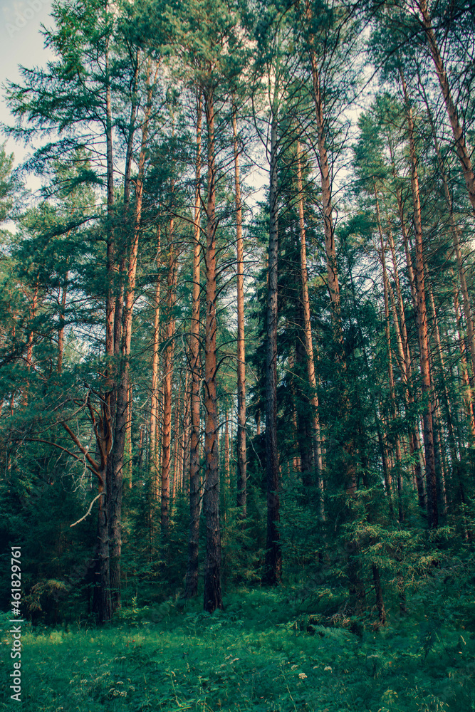 Obraz premium Sverdlovsk region. Sloboda. Forest on the Chusovaya River
