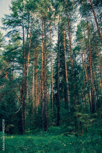 Sverdlovsk region. Sloboda. Forest on the Chusovaya River