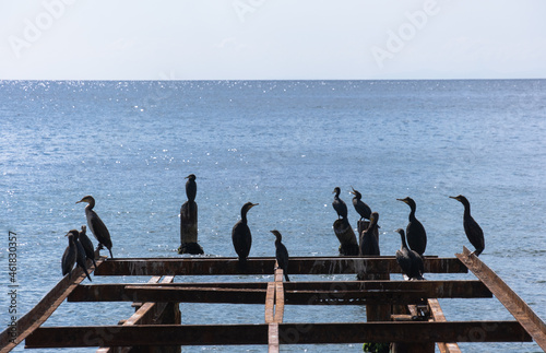 great cormorants resting on old rusty pier by the sea. phalacrocorax carbo. © mustafaoncul