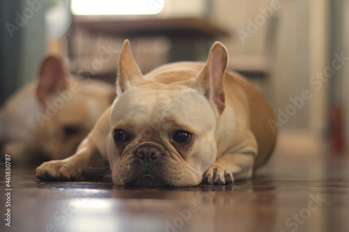 Young French Bulldog laying on the floor. The dog feeling bore and calm. © bzjpan