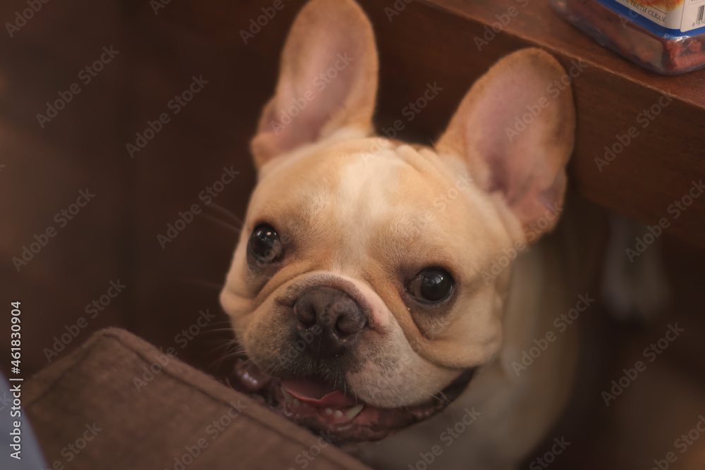 Young French Bulldog looking and smiling at the camera.