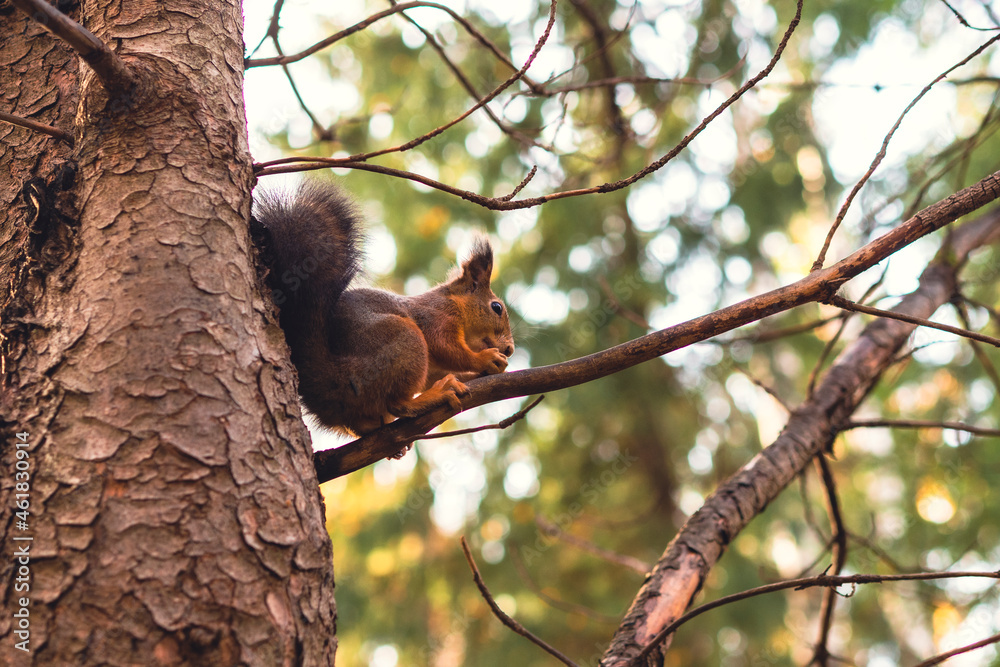 Sciurus in the autumn forest