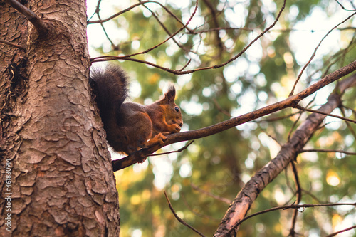 Sciurus in the autumn forest