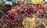 Virginia creeper branches with berries and with bright leaves. Parthenocissus quinquefolia, five-leaved ivy, or five-finger.