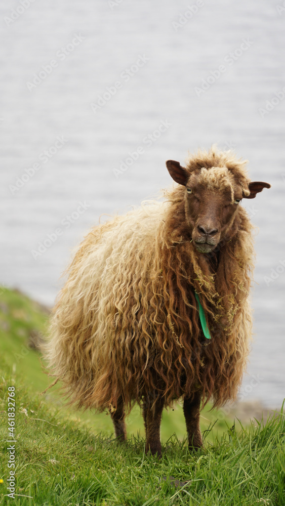 Obraz premium Goat near the Beinisvørð cliff on Suðuroy Island in the Faroe Islands of Denmark.