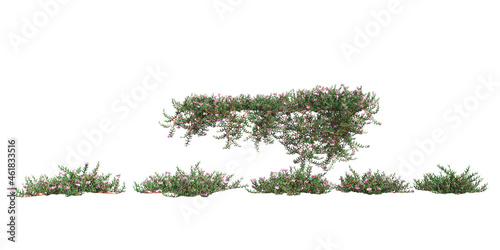 Fotobehang Climbing plants creepers isolated on white background 3d illustration