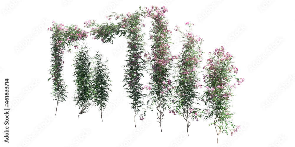 Climbing plants creepers isolated on white background 3d illustration Climbing plants creepers isolated on white background 3d illustration