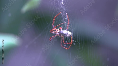  Wandering spider  eating a beetle in the rainforest photo