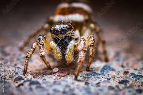 Jumping spider front