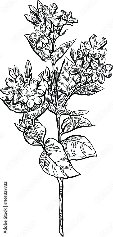 Black and white hand drawn sketch of flower