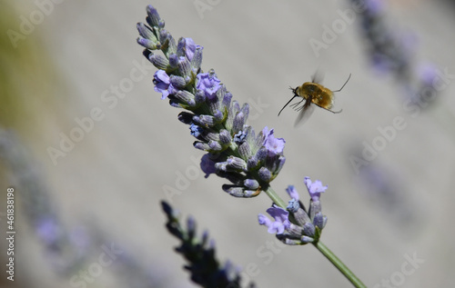 Mosca Bombilio, un insetto della famiglia delle mosche ma che si comporta come un'ape, succhiando il nettare dai fiori