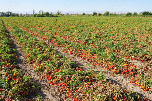 Harvesting ripe tomatoes in an agricultural field
