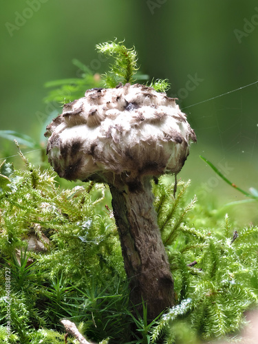 Gemeiner Strubbelkopfröhrling (Strobilomyces strobilaceus) photo