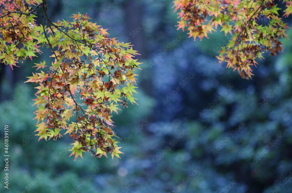バックが暗く、手前の紅葉したモミジの葉っぱが際立っています。
The back is dark, and the autumnal maple leaves in the foreground stand out. バックが暗く、手前の紅葉したモミジの葉っぱが際立っています。
The back is dark, and the autumnal maple leaves in the foreground stand out.