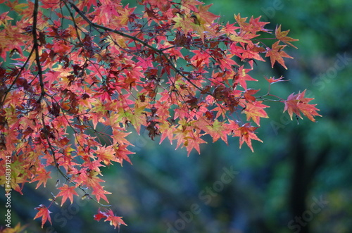                                                                                            The back is dark  and the autumnal maple leaves in the foreground stand out.