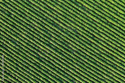 Aerial top view of green country field of potato with row lines. Beautiful Agriculture background 
