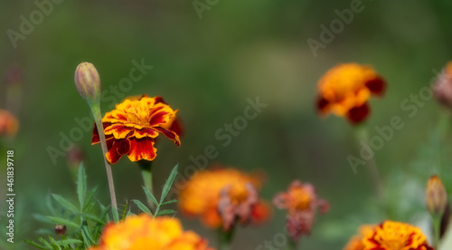 marigold flowers