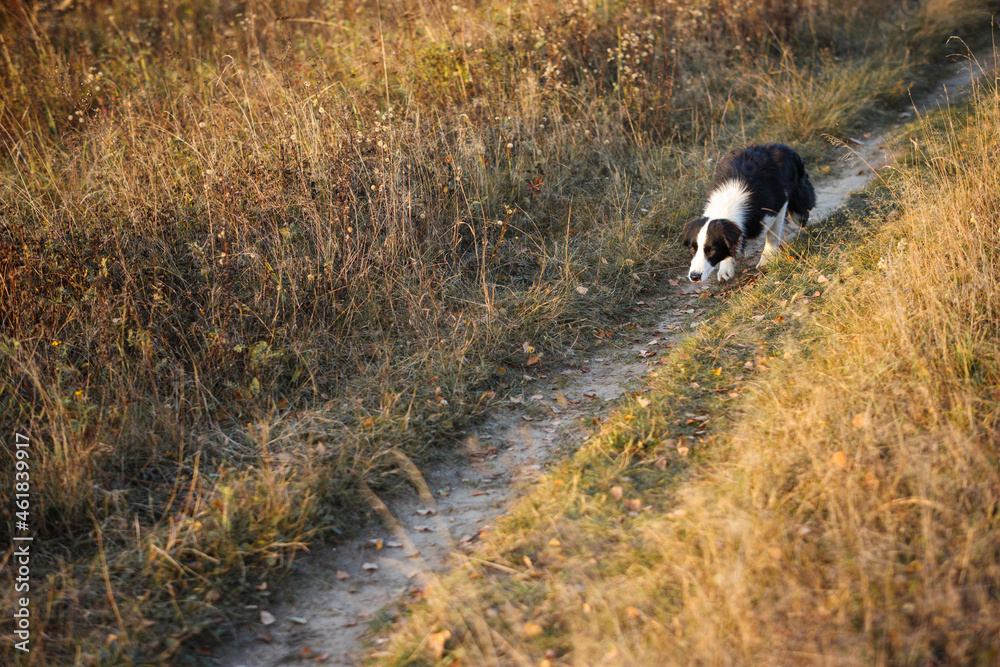 Border Collie goes on the autumn dry field Border Collie goes on the autumn dry field