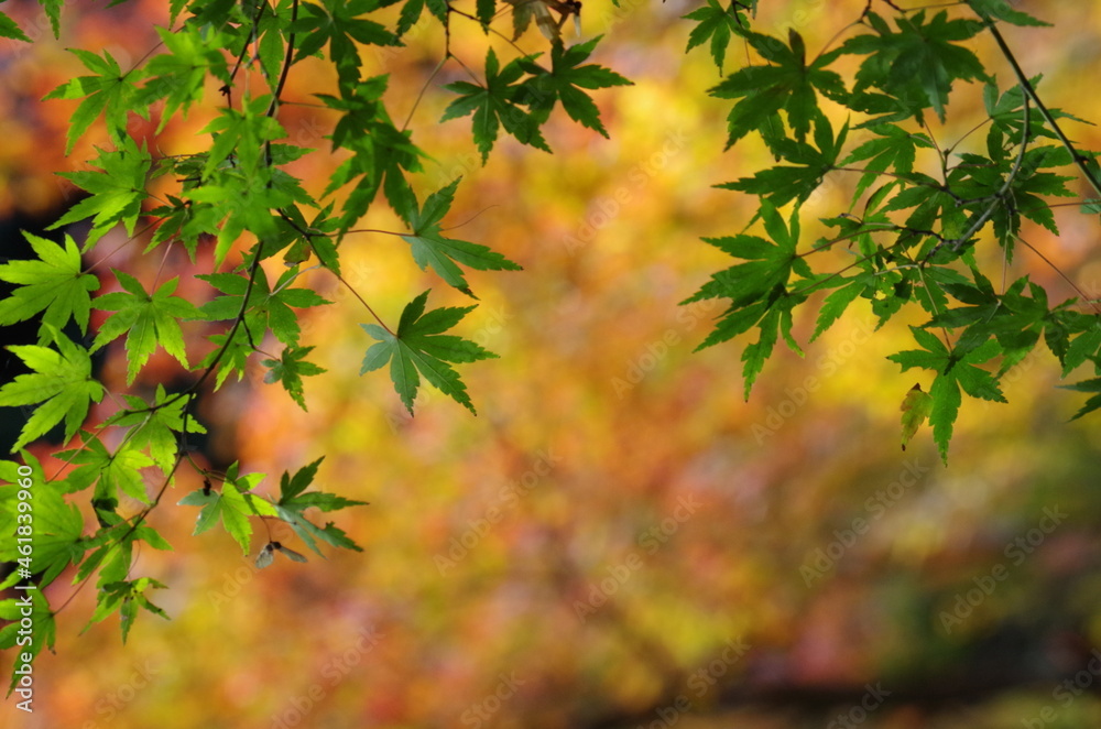 バックにカラフルなモミジ、手前に緑色のモミジ
Colorful maple on the back, green maple on the front バックにカラフルなモミジ、手前に緑色のモミジ
Colorful maple on the back, green maple on the front