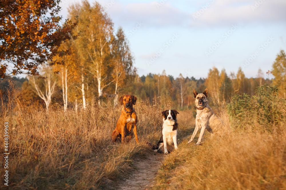Three dogs Rhodesian Ridgeback, Border Collie and Hollandse herder sit in an autumn field