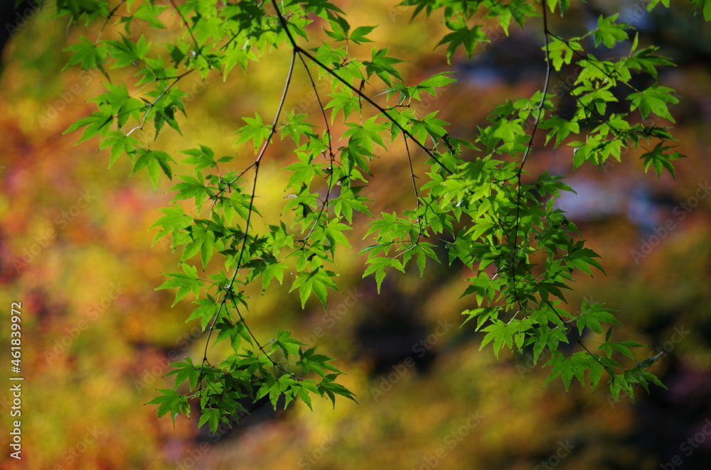 バックにカラフルなモミジ、手前に緑色のモミジ
Colorful maple on the back, green maple on the front