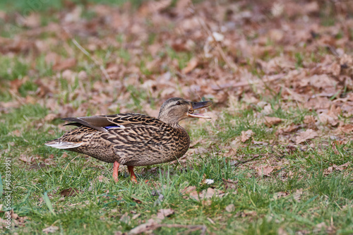 Stockente auf einer Wiese