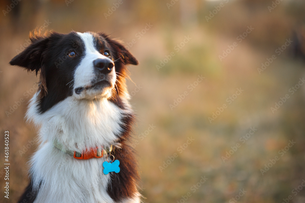 Portrait of a Border Collie against the background of an autumn yellow field