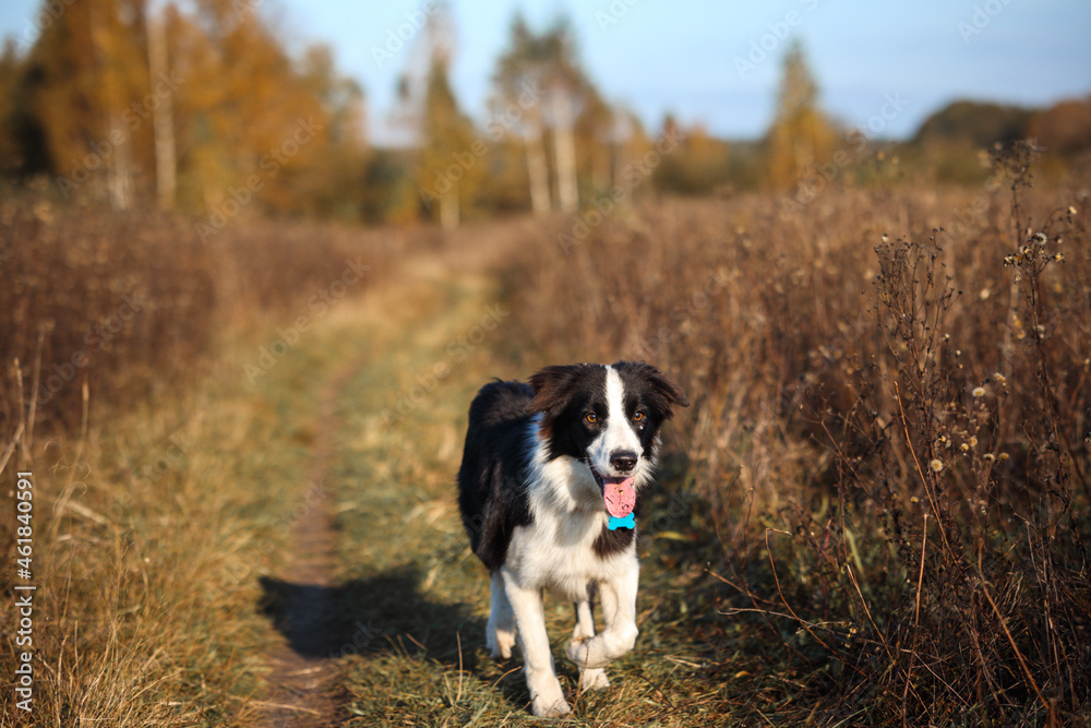 Border Collie goes on the autumn dry field